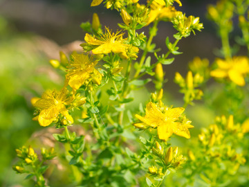 Johanniskraut (Hypericum perforatum) 