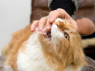 Rot-weiß getigerte Katze spielt mit Finger eines Menschen