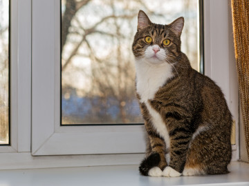 Katze sitzt am Fenster