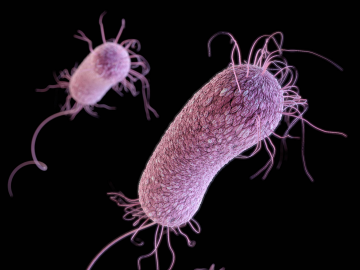 Computergeneriertes Bild des gefürchteten Krankenhauskeims P.aeruginosa

