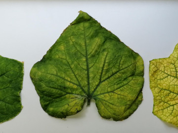 Blätter einer mit CABYV infizierten Pflanze mit Symptomen des Chlorophyllmangels.