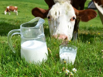 Kuh auf einer Wiese; im Vordergrund Milchkrug und ein Glas Milch