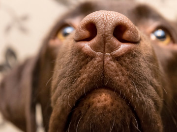 Labrador hält Schnauze in die Kamera
