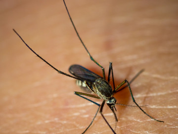 News_Malaria