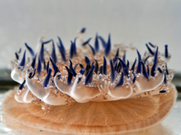 Mangrovenqualle