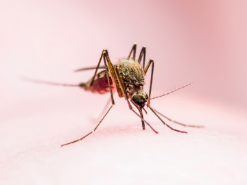 Frau sprüht Insektenspray auf Beine