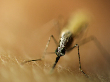 Anopheles-Moskito beim Blutsaugen. So kann Malaria übertragen werden.