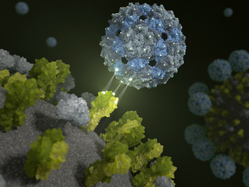 Phagenhülle dockt an und inhibiert das Influenza-Virus

