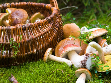 Geflochtener Korb, der auf Waldboden steht und Pilze enthält.