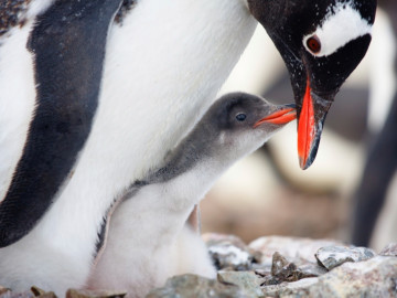 km_pinguin_0117