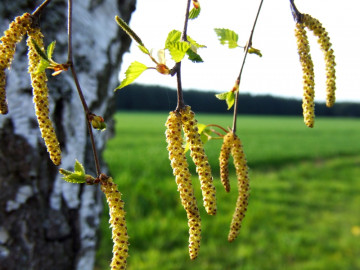 Pollen