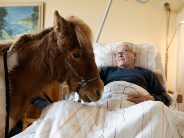 Erwin Seidler, Bewohner im Altenhilfezentrum Johannishof, liegt im Krankenbett und streichelt das Pony "Pauline".