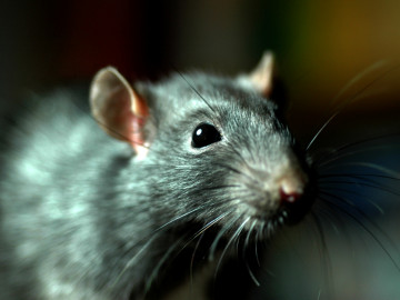 Ratte