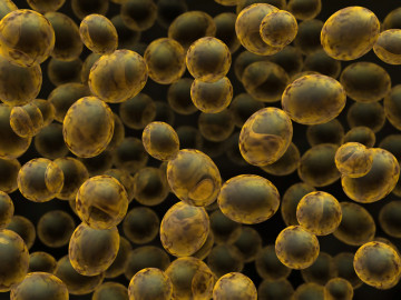 news_230118_Saccharomyces