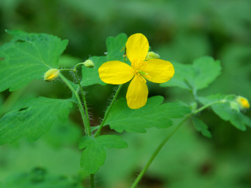 Schöllkraut (Chelidonium majus)