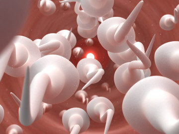 Spermien