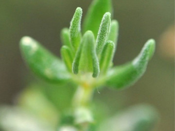 Blätter des Echten Thymians (Thymus vulgaris)