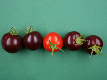 Violette Tomaten im Vergleich zu einer nicht veränderten Frucht (Mitte).