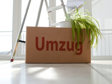Ein leerer Raum, in dem ein Umzugskarton mit Topfpflanze vor einer Leiter steht.