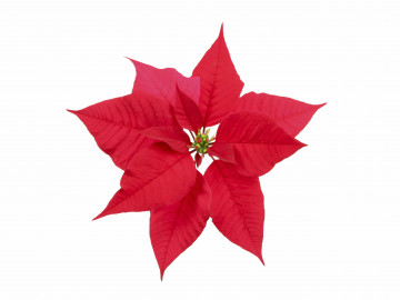 Weihnachtsstern von oben auf weißem Hintergrund