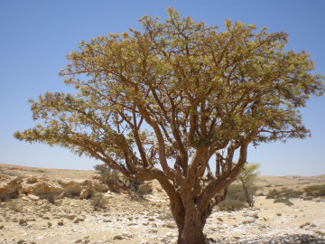 Weihrauchbaum, aufgenommen im Oman


