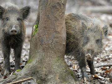 Zwei Wildschweine im Wald