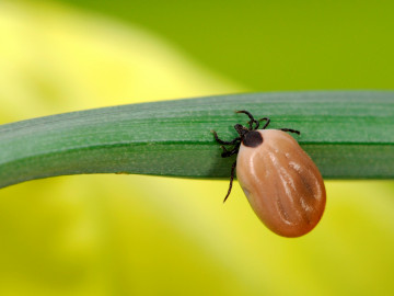 Zecken können Borrelien übertragen und eine Neuroborreliose auslösen.