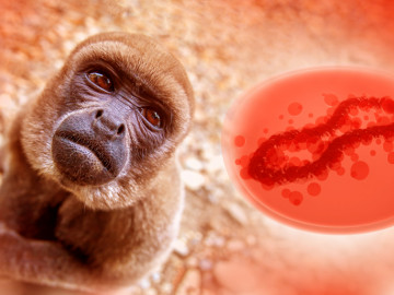Das Affenpocken-Virus fliegt um einen Affen herum