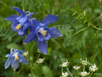 blau blühende Akelei
