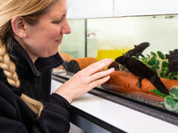 Dr. Sarah Strauß von der Medizinischen Hochschule Hannover vor einem Terrarium mit Axolotl 