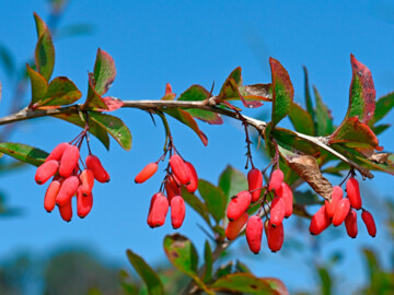 Berberitze / Sauerdorn (Berberis vulgaris)