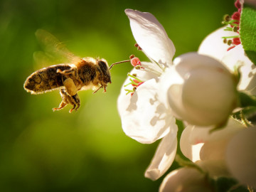 Biene fliegt Blüte an