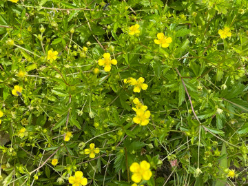 Blutwurz, Potentilla erecta, ist eine wichtige Heilpflanze mit gelben Blüten.