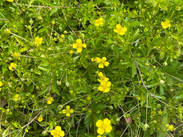 Blutwurz, Potentilla erecta, ist eine wichtige Heilpflanze mit gelben Blüten.