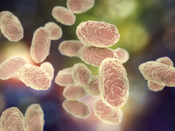 Bacteria Bordetella pertussis, 3D Illustration