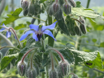 Borretsch ist eine Heilpflanze. Das Exemplar auf dem Bild hat drei blauen Blüten, viele Knospen und einen Käfer auf einer der Blattunterseiten.