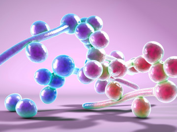 3D-Illustration von Candida albicans