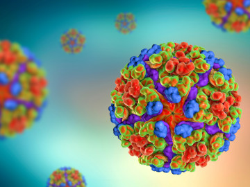 Illustration des Chikungunya-Virus