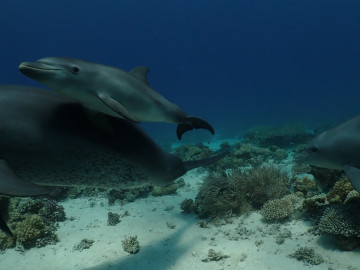 Indopazifische Große Tümmler 