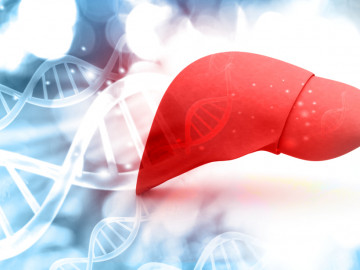 Menschliches Lebermodell mit DNA-Struktur im Hintergrund