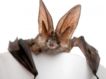 Graue Langohrfledermaus, Plecotus astriacus