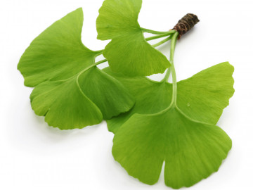 Blätter von Ginkgo bilboa 