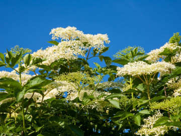 Holunderblüten vor blauem Himmel