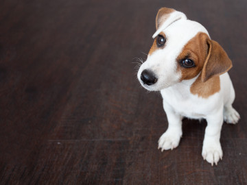 Hund blickt von unten in die Kamera