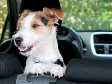 Hund im Auto