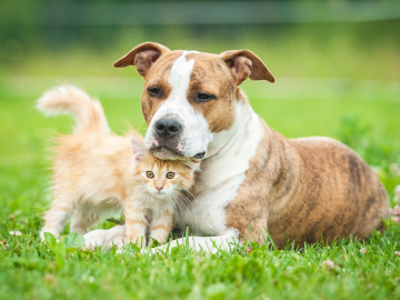 Hund und Katze