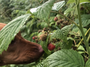 Barah und Himbeere