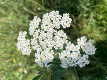 blühende Schafgarbe