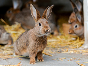 Junges Kaninchen