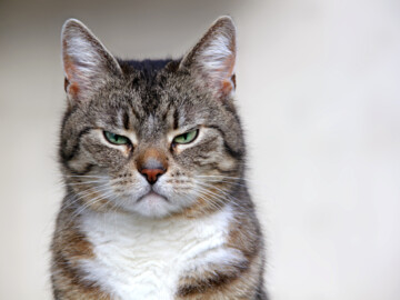 Grimmig schauende Katze